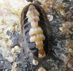 Ischnochiton maorianus