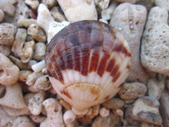 Tucetona