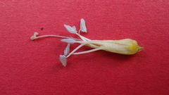 Jacquemontia bracteosa