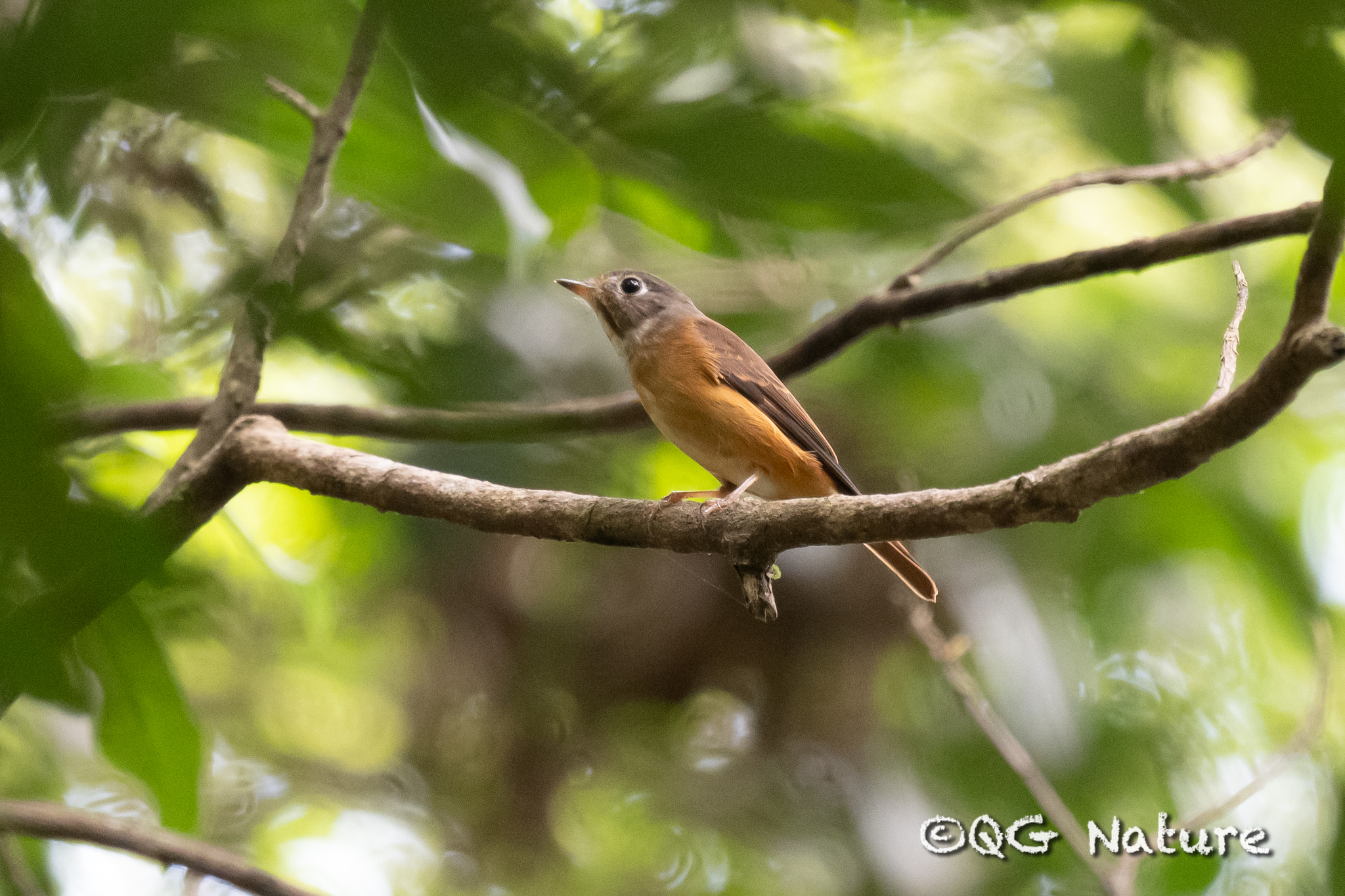 Ferruginous Flycatcher