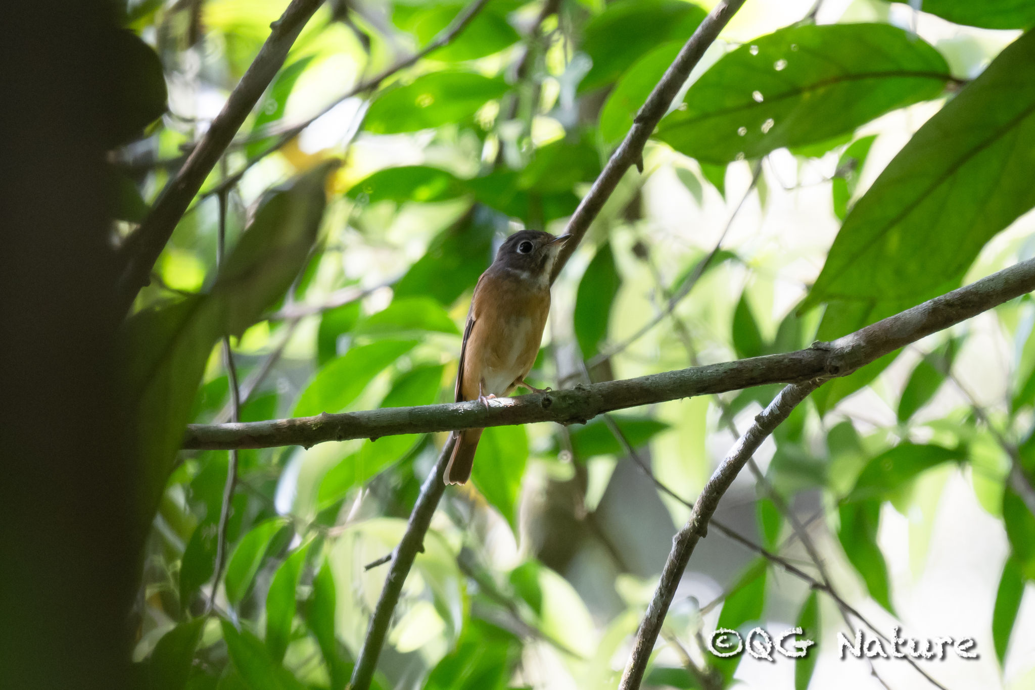 Ferruginous Flycatcher