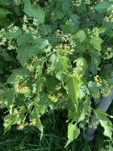 Acer ginnala iNat (3)