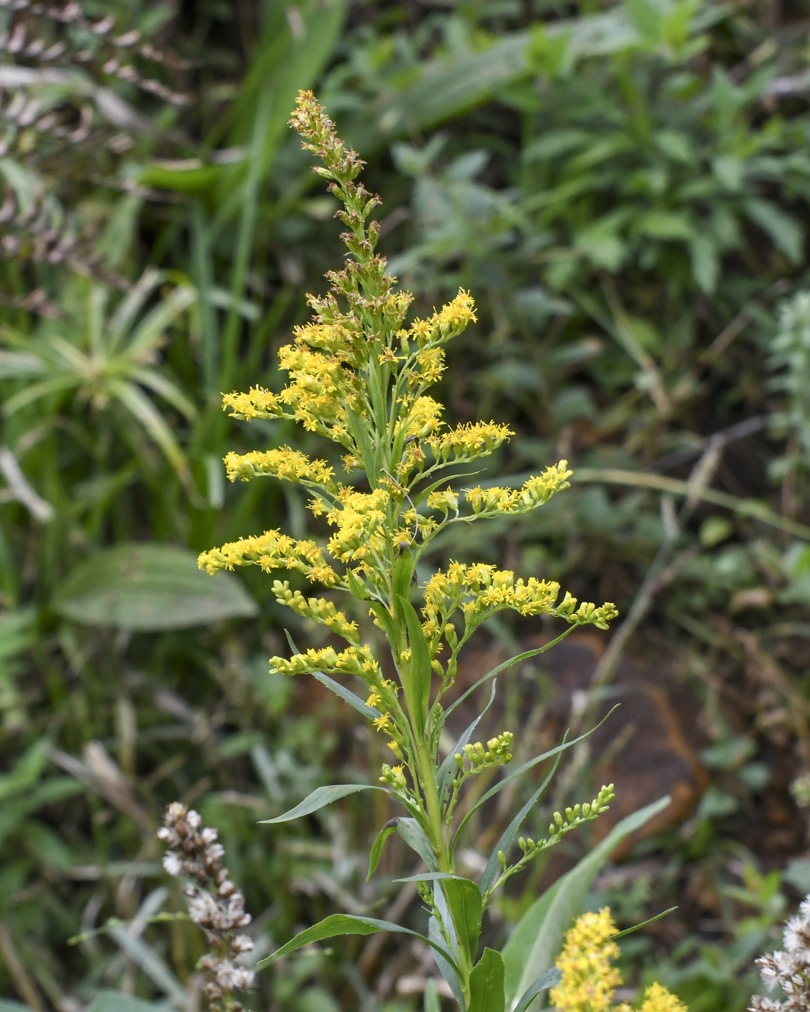 Solidago chilensis