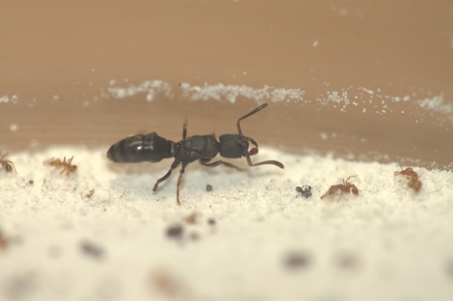 安南扁头猛蚁Ectomomyrmex annamitus