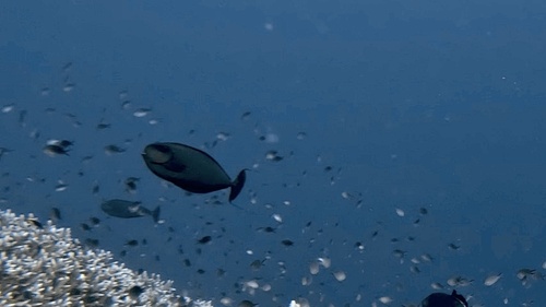 Photo of Vlaming's unicornfish (Naso vlamingii)