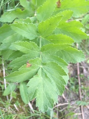 Pastinaca