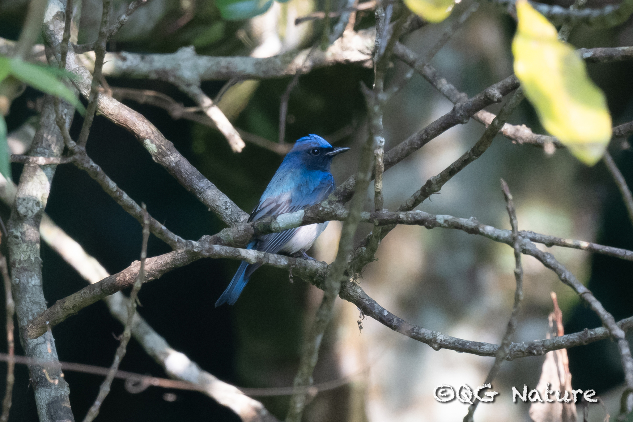 Hainan Blue Flycatcher