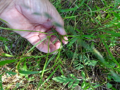 Thelesperma flavodiscum