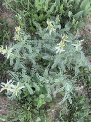Astragalus drummondii