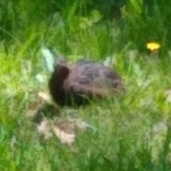 Coturnix japonica