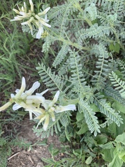 Astragalus drummondii
