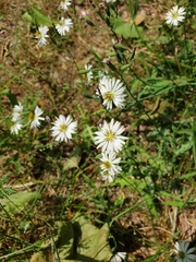 Ixeris strigosa
