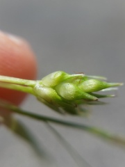 Carex tonsa rugosperma
