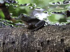 Lithobates catesbeianus