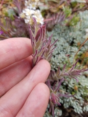 Castilleja cinerea