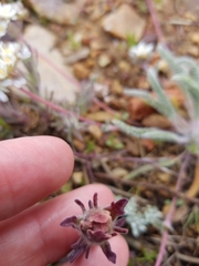 Castilleja cinerea