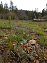 Castilleja cinerea