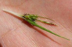 Carex tonsa rugosperma