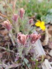 Castilleja cinerea