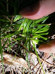 Carex tonsa rugosperma