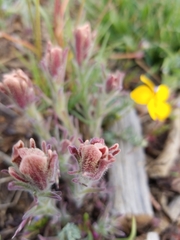 Castilleja cinerea