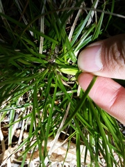 Carex tonsa rugosperma
