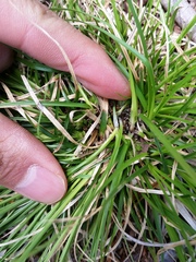 Carex tonsa rugosperma