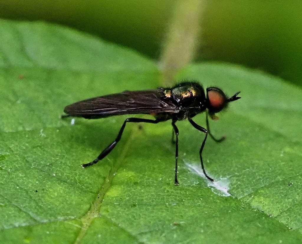 Long-horned Black Legionnaire
