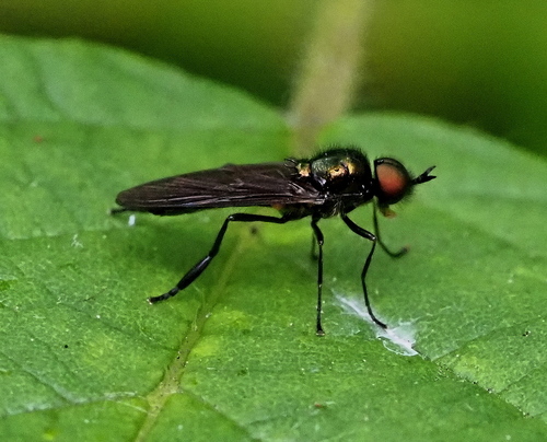 Long-horned Black Legionnaire