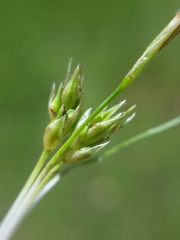 Carex tonsa rugosperma