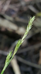 Carex bromoides bromoides