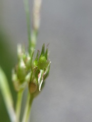 Carex tonsa rugosperma