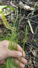 Carex bromoides bromoides