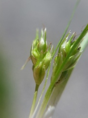 Carex tonsa rugosperma