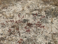 Dodecahema leptoceras