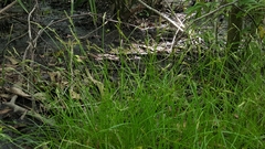 Carex bromoides bromoides