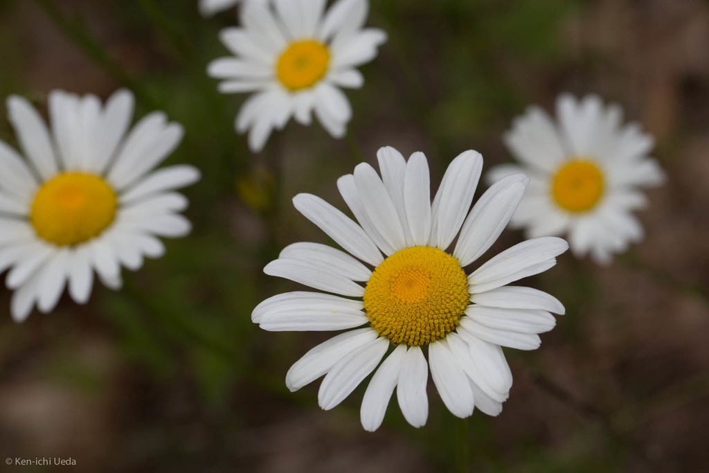 DAISYS RESERVED shops