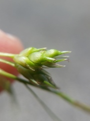 Carex tonsa rugosperma