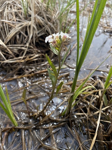 Mackenzie River Yellowcress (Rorippa crystallina)