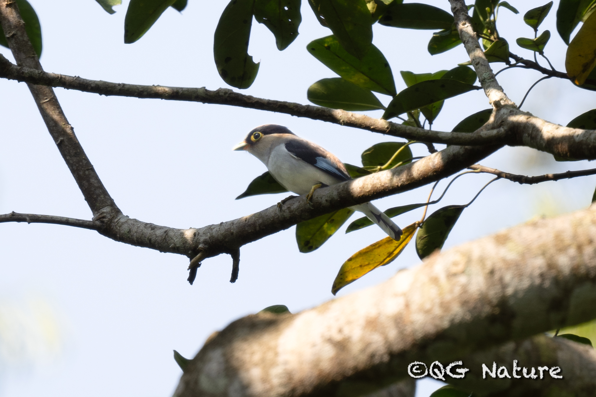 Silver-breasted Broadbill