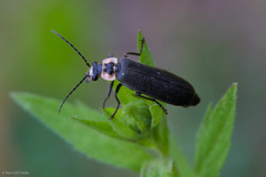 Podabrus brevicollis