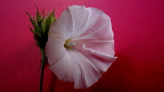 Jacquemontia bracteosa