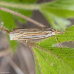 Crambus laqueatellus