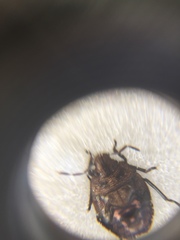 Agonoscelis puberula