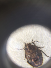 Agonoscelis puberula