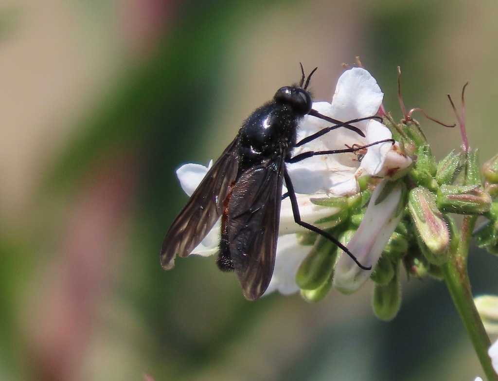 Thevenetimyia notata