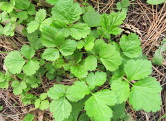 Geum urbanum