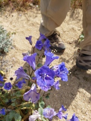 Phacelia campanularia vasiformis