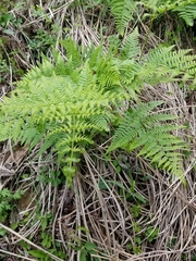 Pteridium aquilinum