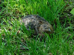 Coturnix japonica